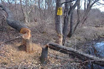 Trees felled by beavers